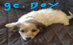 Jack Russell dogs for sale: Beautiful jack Russell puppies  - Image 4