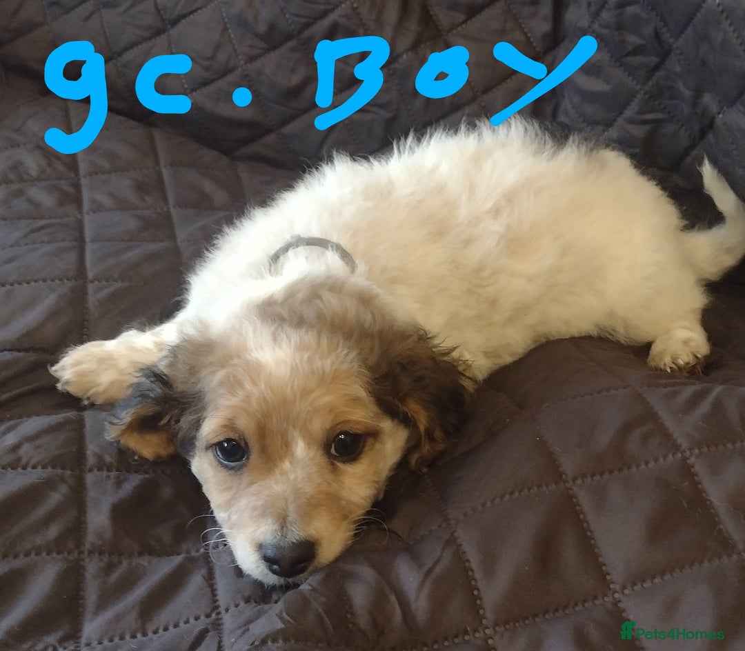 Jack Russell dogs for sale: Beautiful jack Russell puppies  - Image 4