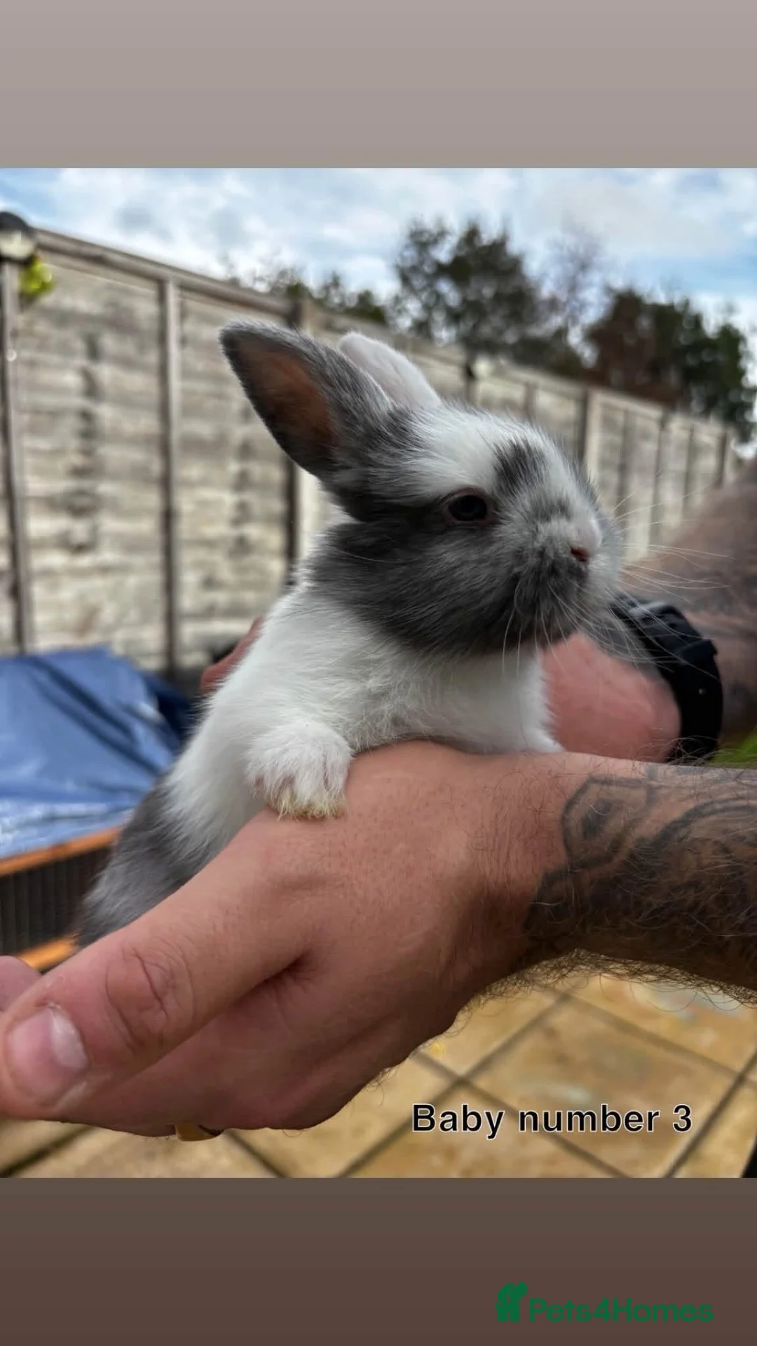 Mixed Breed rabbits for sale: Baby rabbits  in Wells - Advert 2