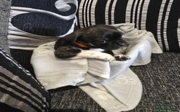 Mixed Breed dogs for sale: Puppy chugs 4 boys  - Image 34
