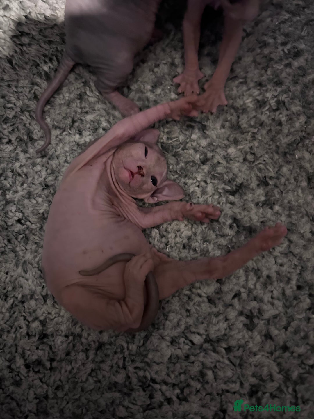 Sphynx cats for sale: Beautiful cats sphynx - Advert 7