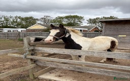 Welsh Section B horses for sale: Pony for Sale  - Image 5