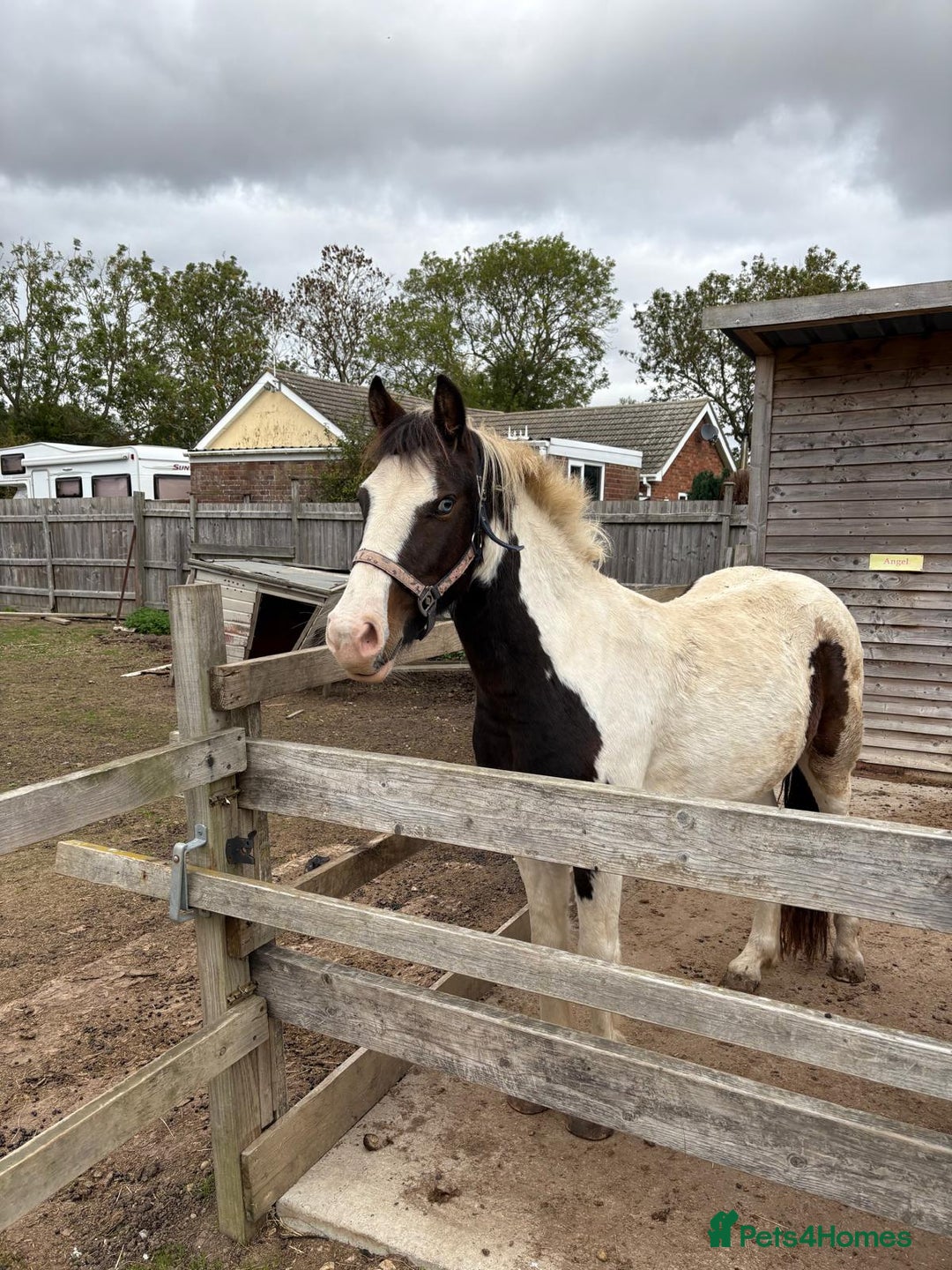 Welsh Section B horses for sale: Pony for Sale  - Image 5