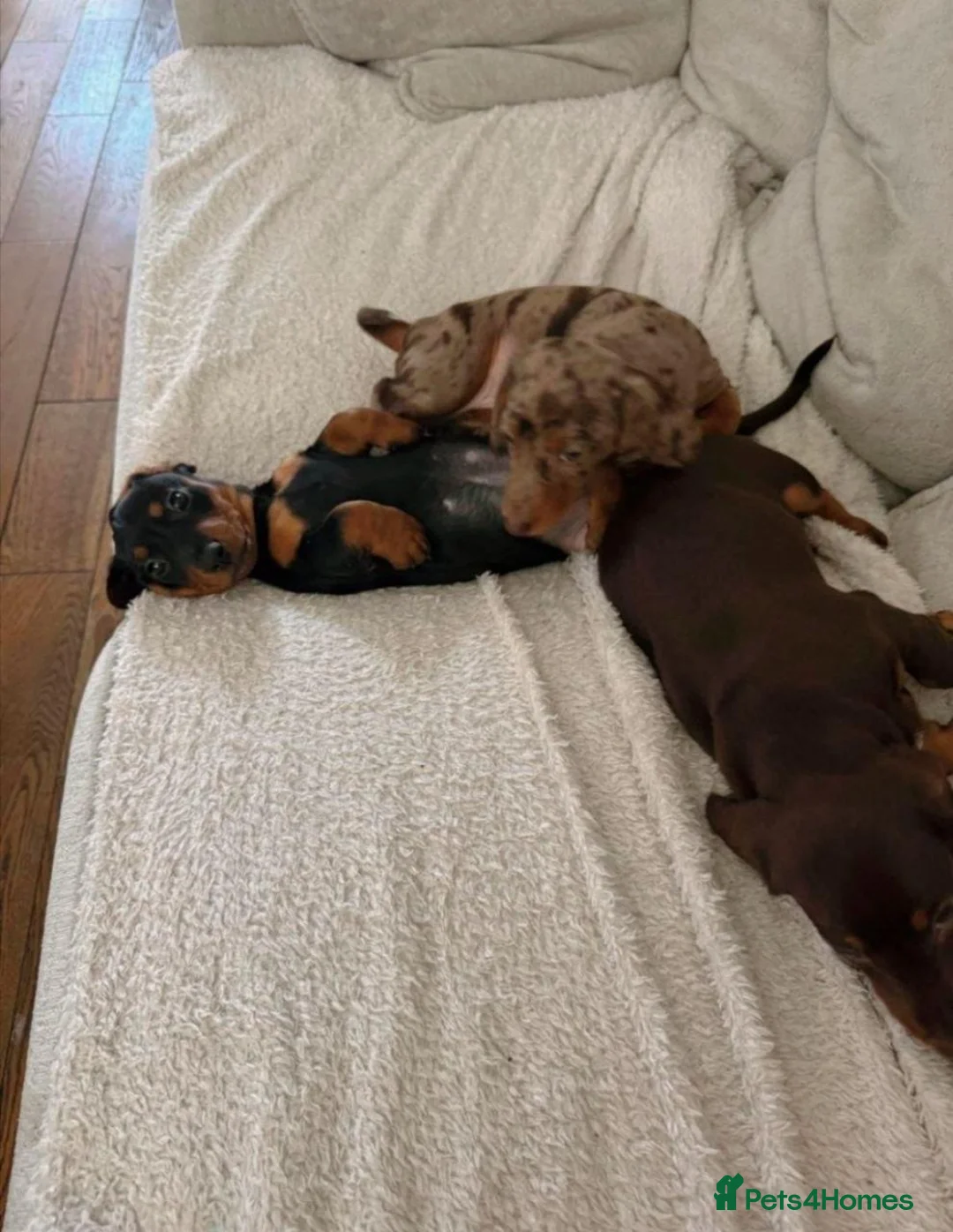 Miniature Dachshund dogs for sale: Beautiful Miniature Dachshund Puppies in Rugeley - Advert 10