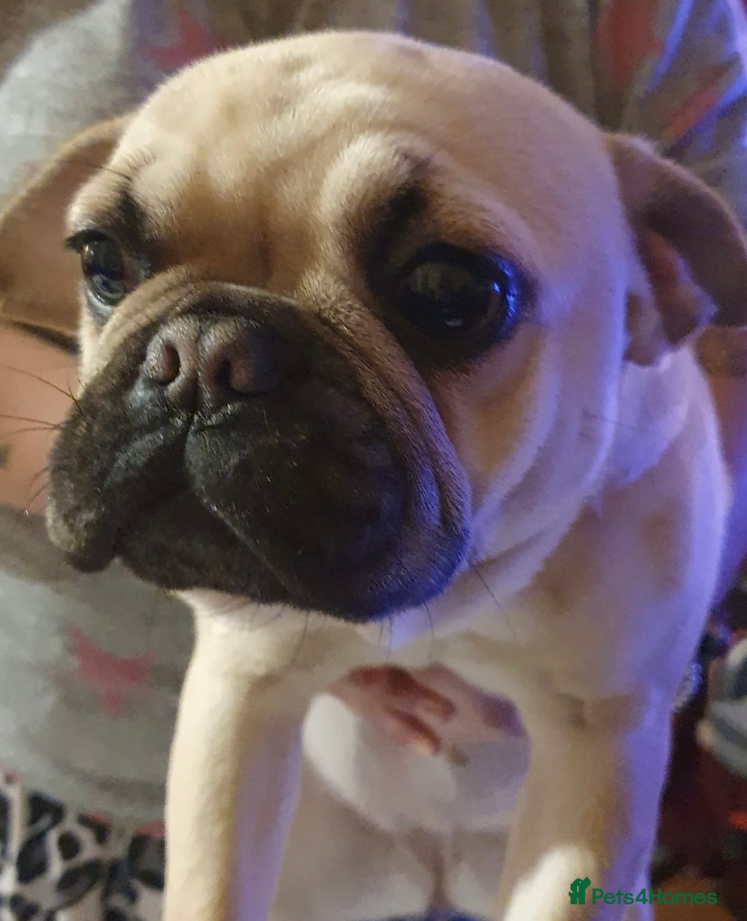 Frug dogs for sale: Gorgeous sweet frug puppy  - Advert 4