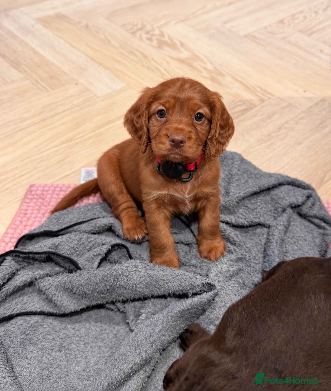 Cocker Spaniel dogs for sale: LAST BUT NO MEANS LEAST KC-REG WORKING COCKER PUP - Advert 1