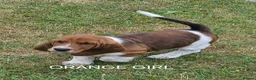 Basset Hound dogs for sale: KC BASSET HOUND PUPPIES  - Advert 24