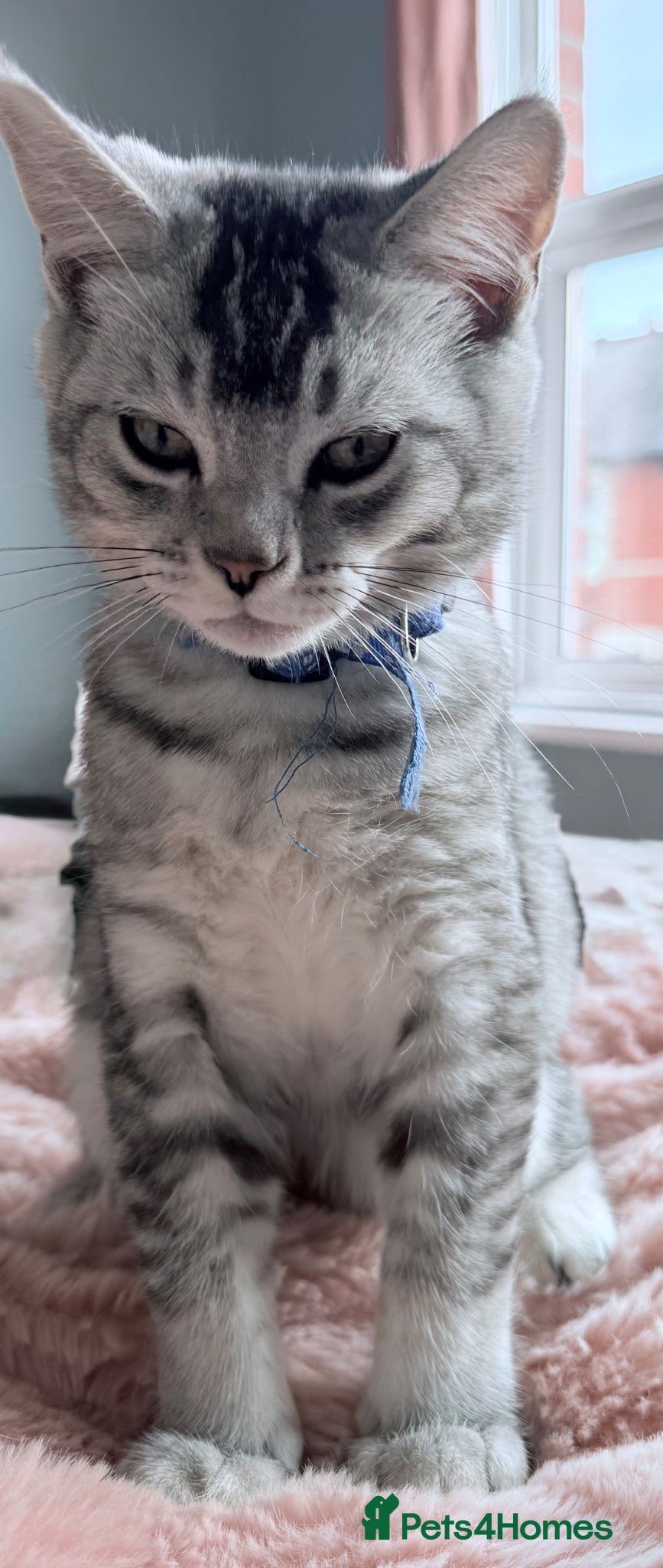 British Shorthair cats British Shorthair kittens Ready now-Fully Vacc - Advert 1