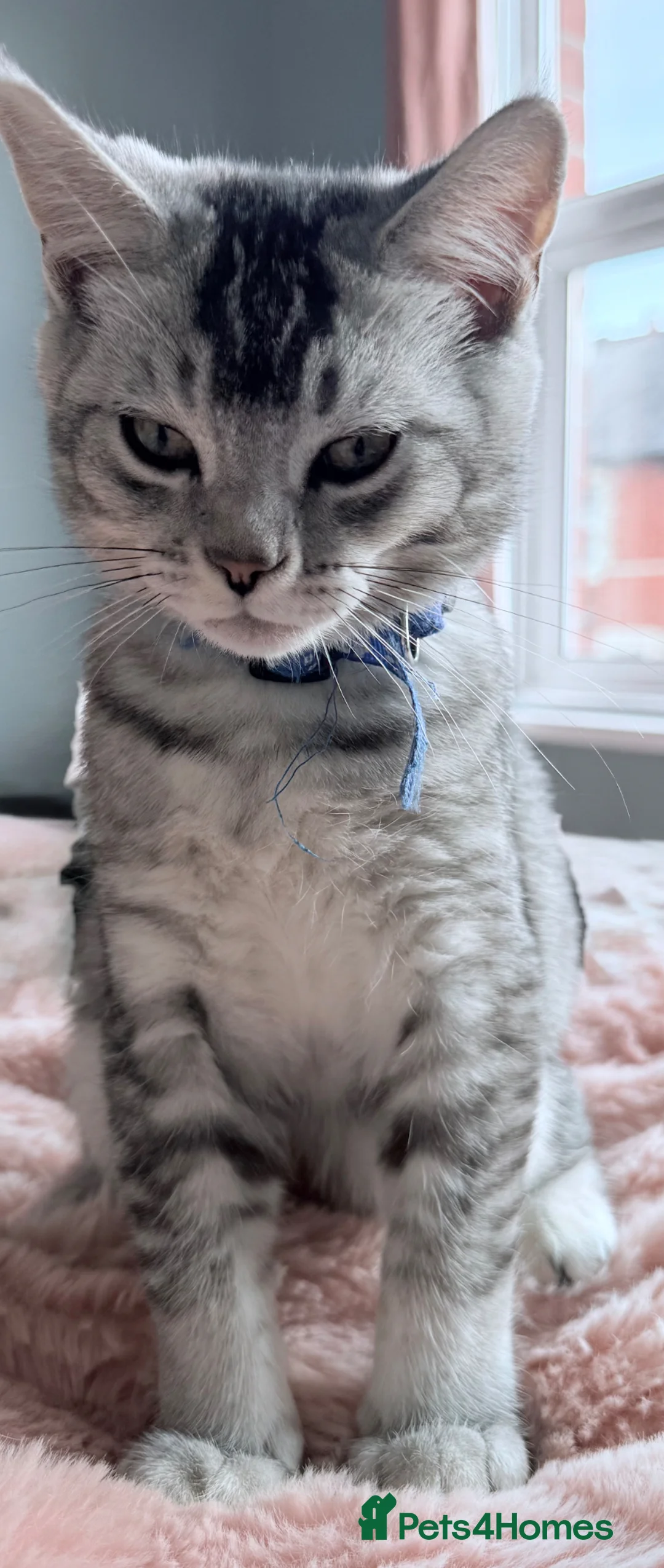 British Shorthair cats for sale: British Shorthair kittens Ready now-Fully Vacc - Advert 1