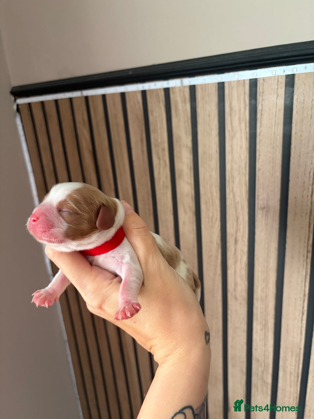 Cavalier King Charles Spaniel dogs for sale: Beautiful Cavalier King Charles Puppies - Advert 8