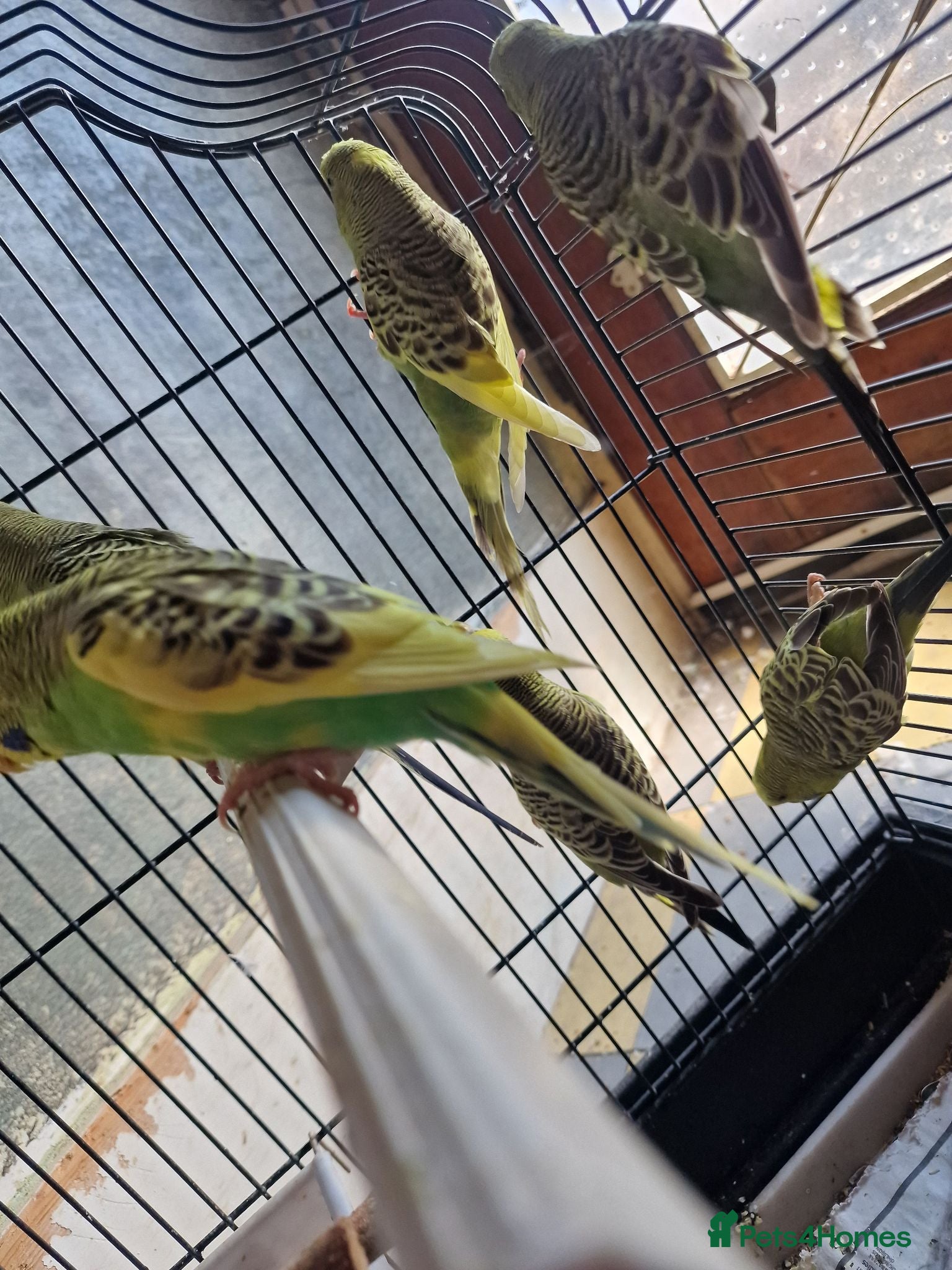 Budgerigars birds Baby budgies 2026 - Advert 17