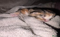 Mixed Breed cats for sale: Baby Kittens! 🐱  - Image 6