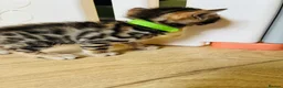 Bengal cats for sale: Stunning Bengal Kittens  - Advert 6