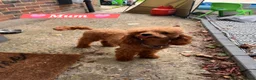 Cavapoo dogs for sale: 🩵🫧 4 Cavapoo Puppies 🫧🩵 - Advert 2