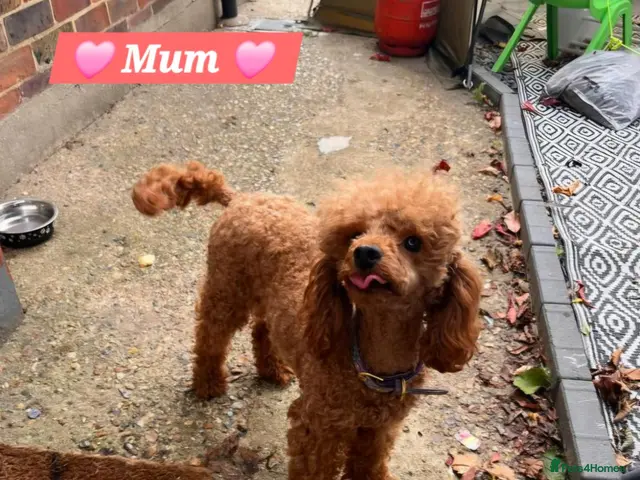 Cavapoo dogs for sale: 🩵🫧 4 Cavapoo Puppies 🫧🩵 - Advert 2