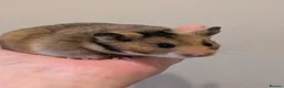 Hamster rodents for sale: Pedigree syrian hamsters  - Advert 4