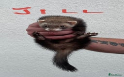 Ferret rodents for sale: Kits for sale - Image 6