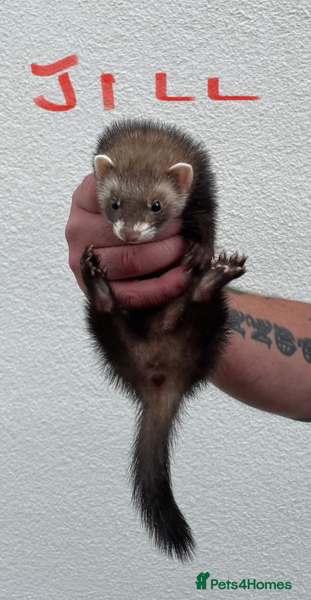 Ferret rodents for sale: Kits for sale - Image 6