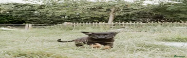 German Shepherd Puppy 10