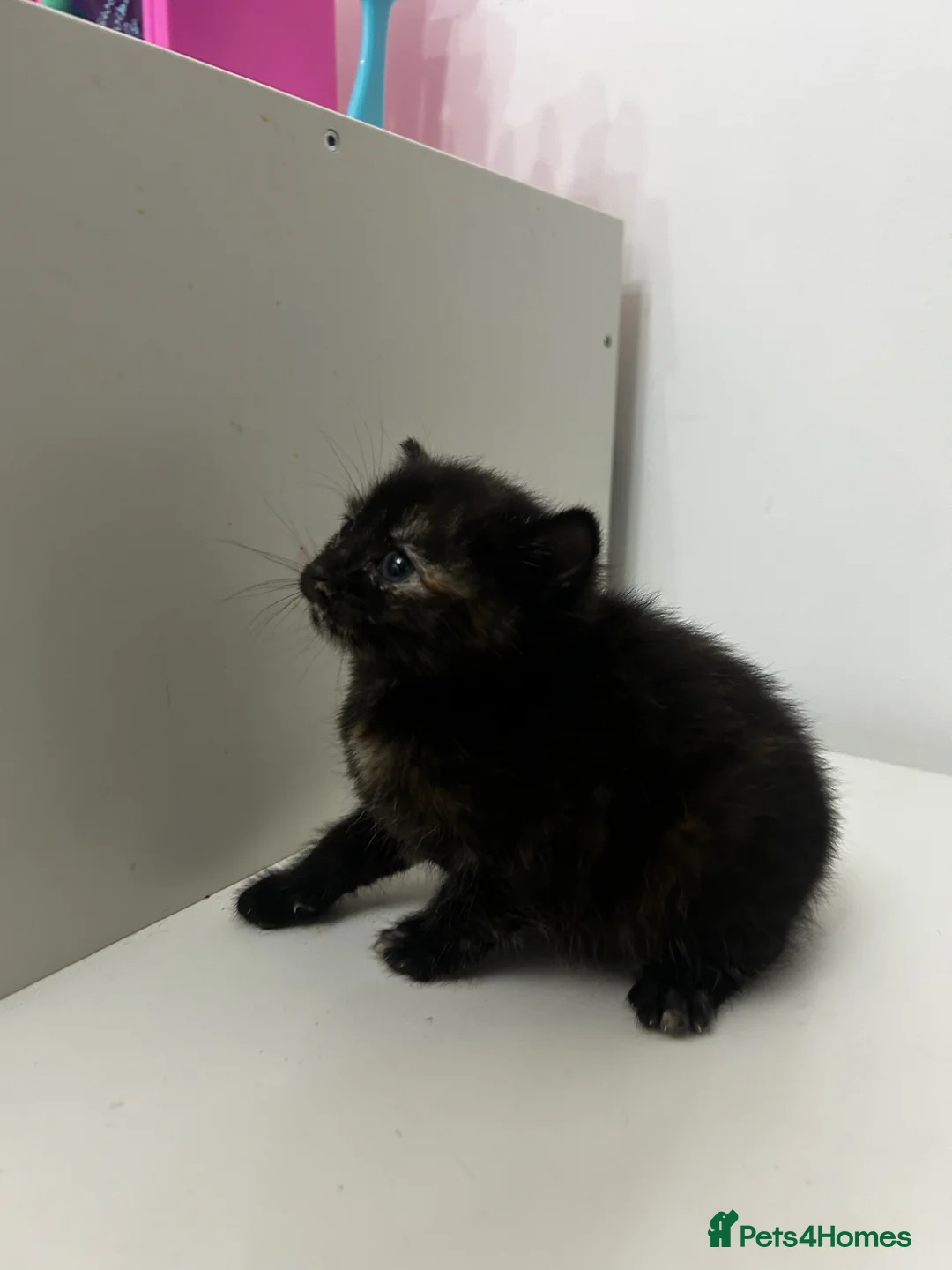 Mixed Breed cats for sale: 3 beautiful female kittens for sale  - Advert 10
