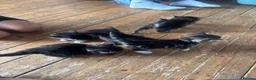 Mixed Breed cats for sale: Kittens - Advert 14