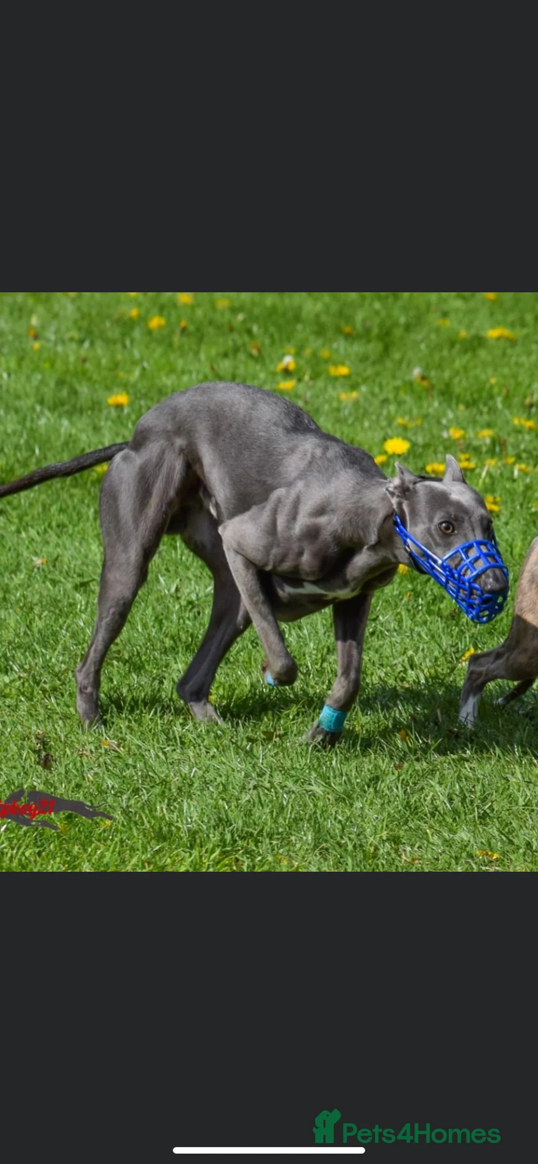Whippet dogs for stud: KC Registered Blue Whippet Proven Stud Dog in Barnsley - Advert 8