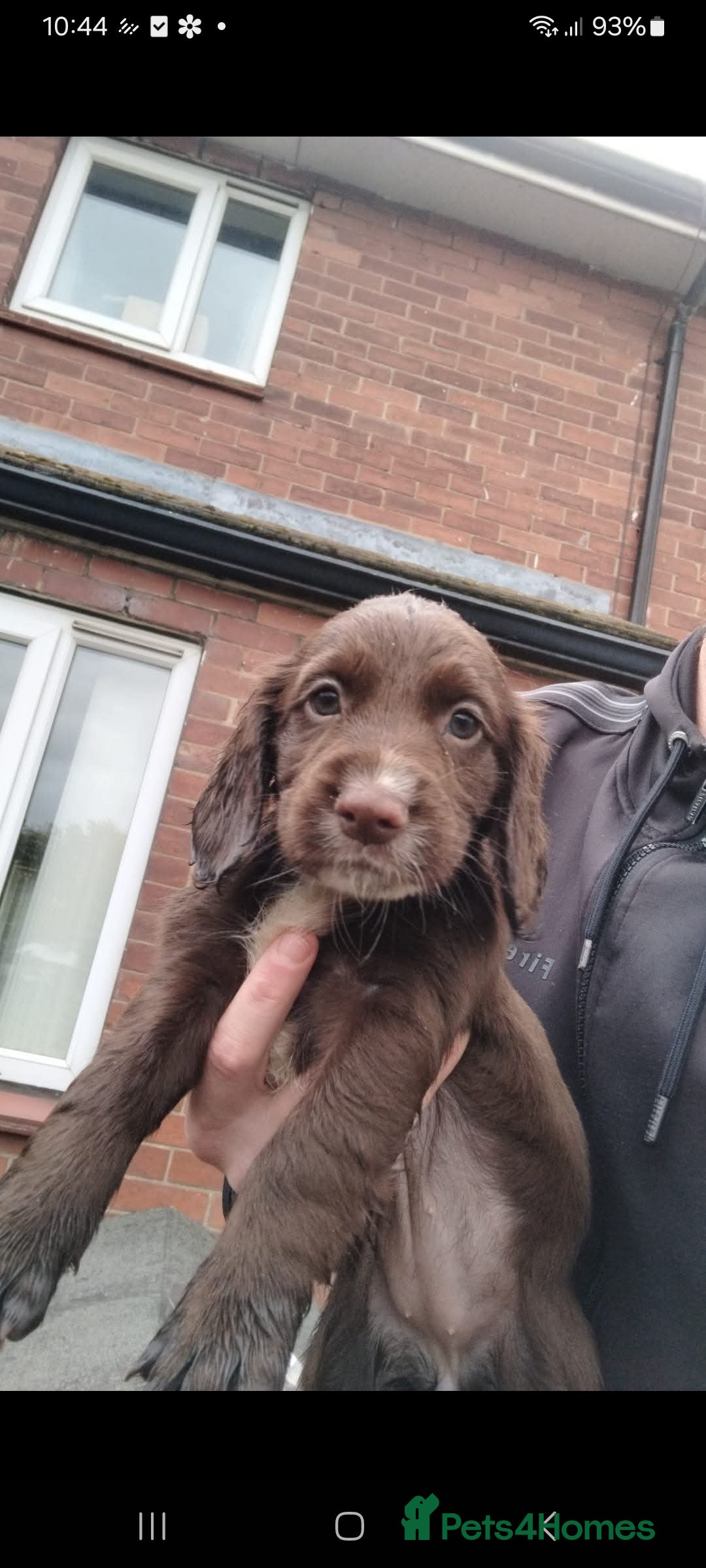 Sprocker dogs for sale: Sprocker  - Image 1