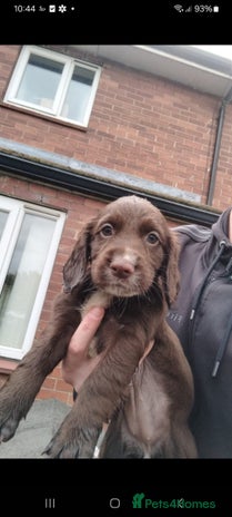 Sprocker dogs - Advert 1