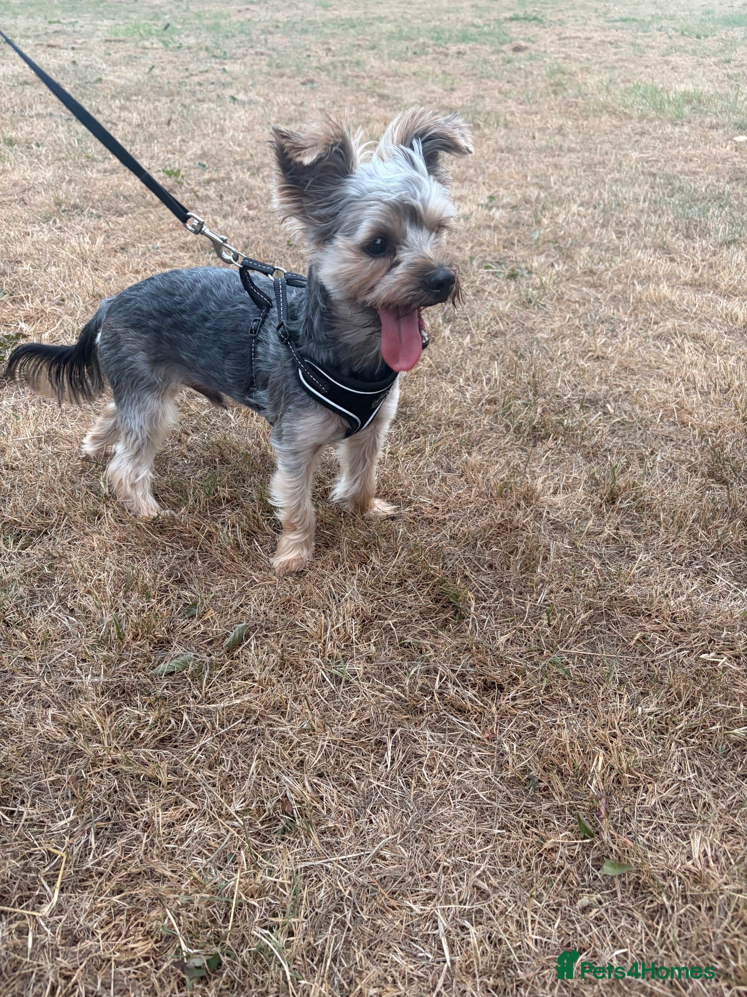 Yorkshire Terrier dogs Yorkshire Terrier For Sale  - Advert 7