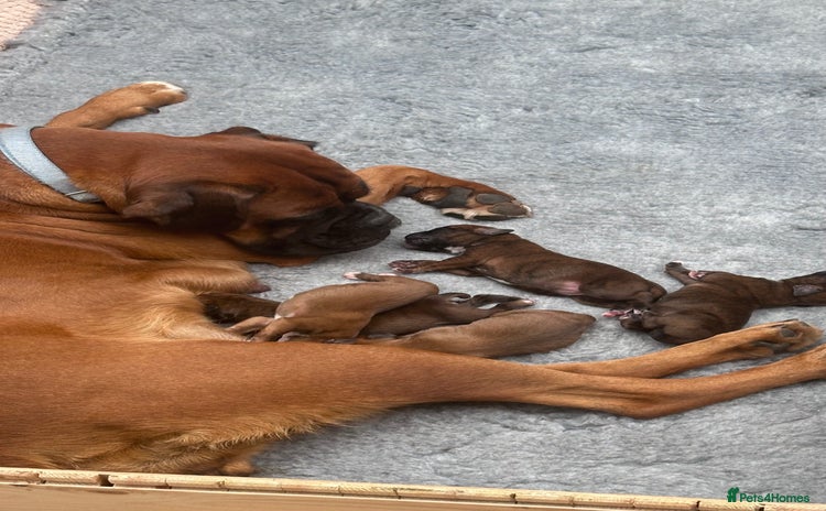 Boxer dogs - Advert 1