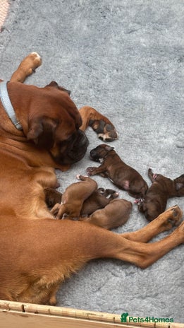 Boxer dogs - Advert 6