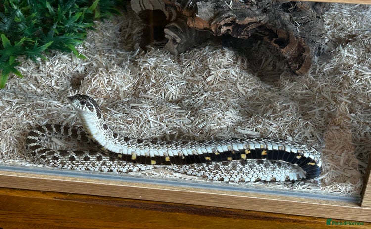 Snake reptiles - Advert 1