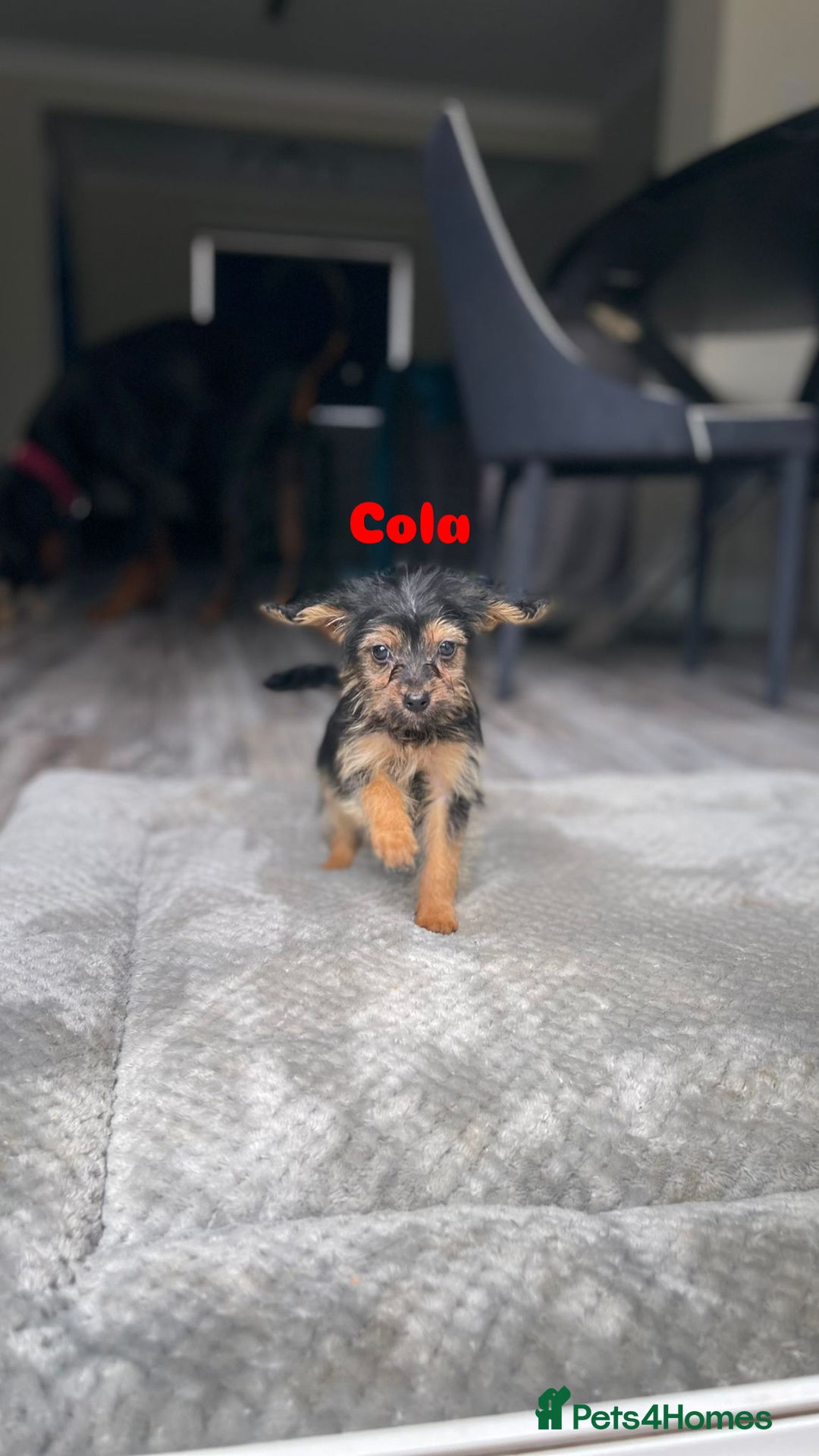 Mixed Breed dogs for adoption: Cola & Pepsi are looking for their forever home! - Image 3