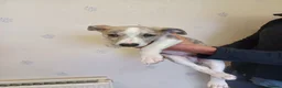 Whippet dogs for sale: KC Registered Puppies - Advert 9