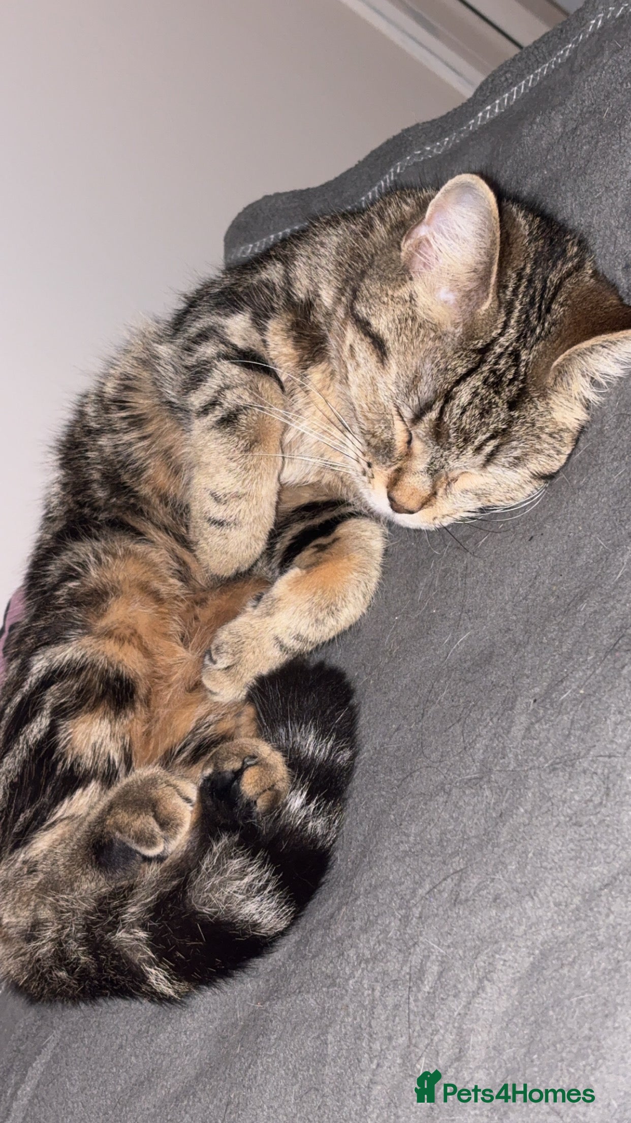 Mixed Breed cats Half Maincoon and half British shorthair - Advert 2