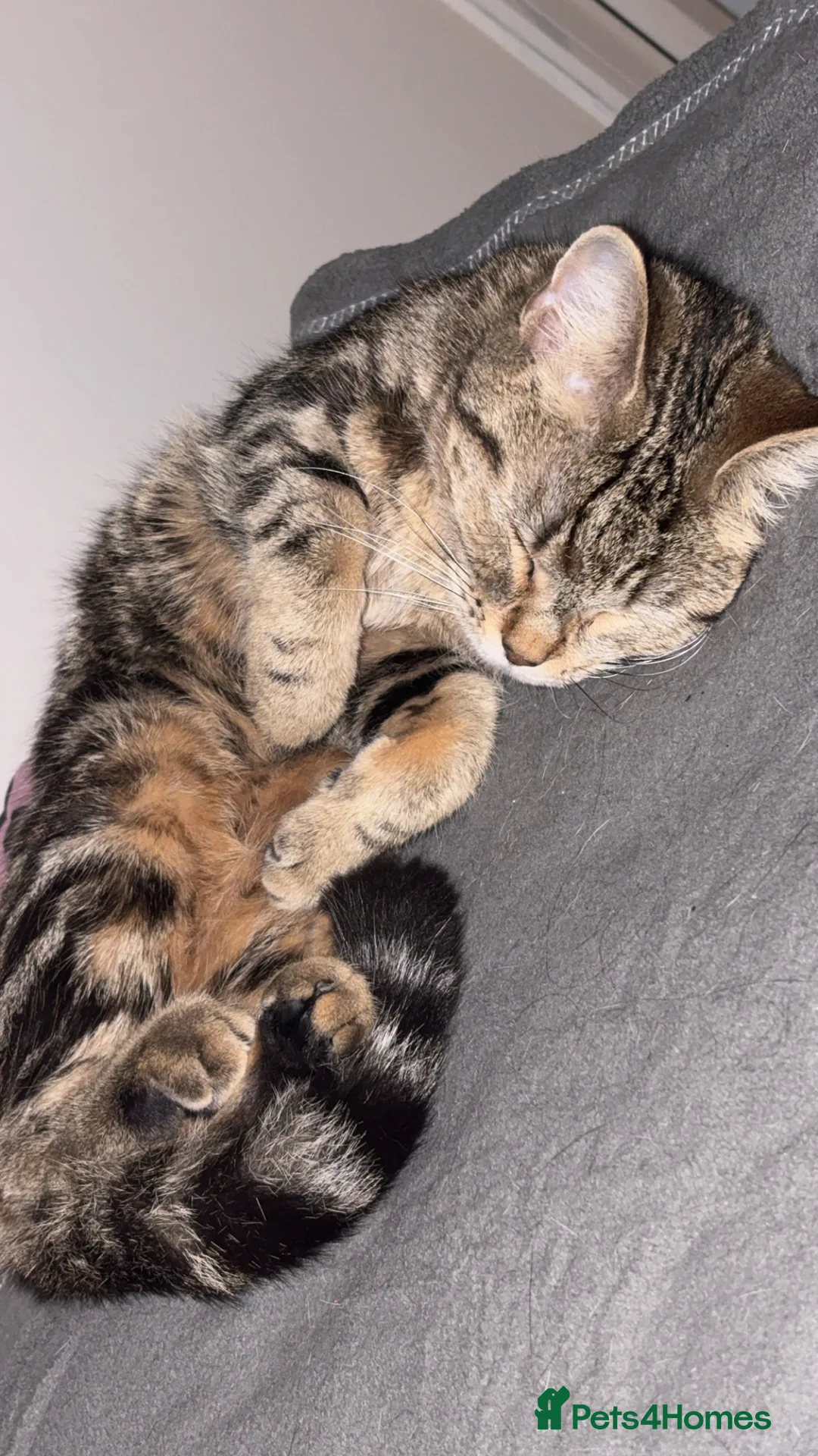 Mixed Breed cats for sale: Half Maincoon and half British shorthair - Advert 1