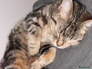 Mixed Breed cats Half Maincoon and half British shorthair - Advert 2