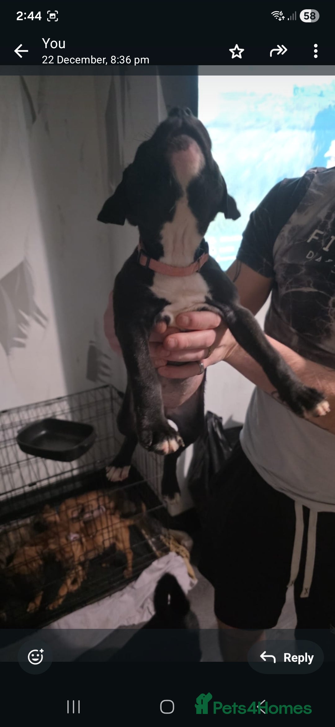 Staffordshire Bull Terrier dogs for sale: 8 week old Female staffy for sale  - Advert 2