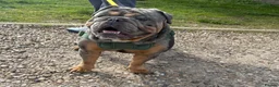 English Bulldog dogs for stud: Chico for stud only - Advert 1