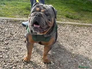 English Bulldog dogs Chico for stud only - Advert 7