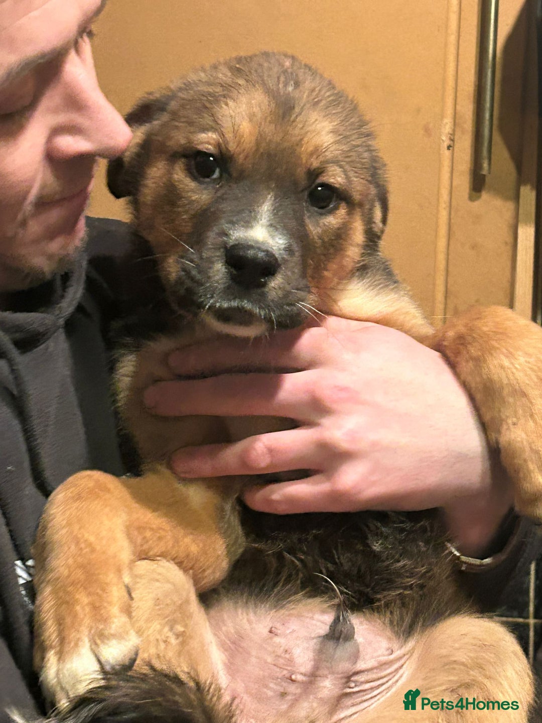 Mixed Breed dogs for sale: Masakiweiler pups - Advert 14