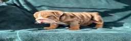 English Bulldog dogs for sale: 🌟 Quality English Bulldog Puppies ⭐️  - Advert 5