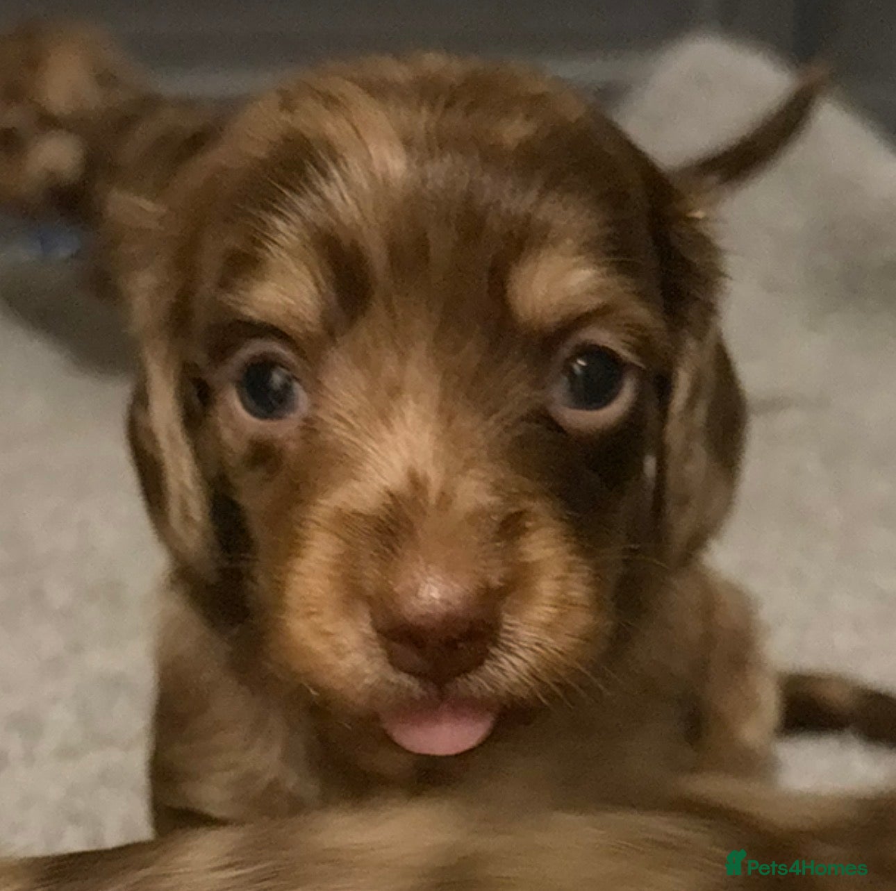 Miniature Dachshund dogs Beautiful long hair miniature dachshund pups - Advert 2