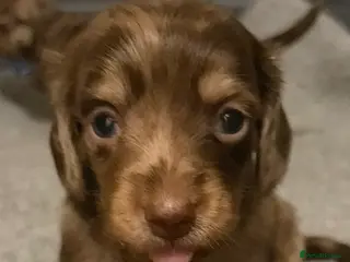 Miniature Dachshund dogs Beautiful long hair miniature dachshund pups - Advert 2