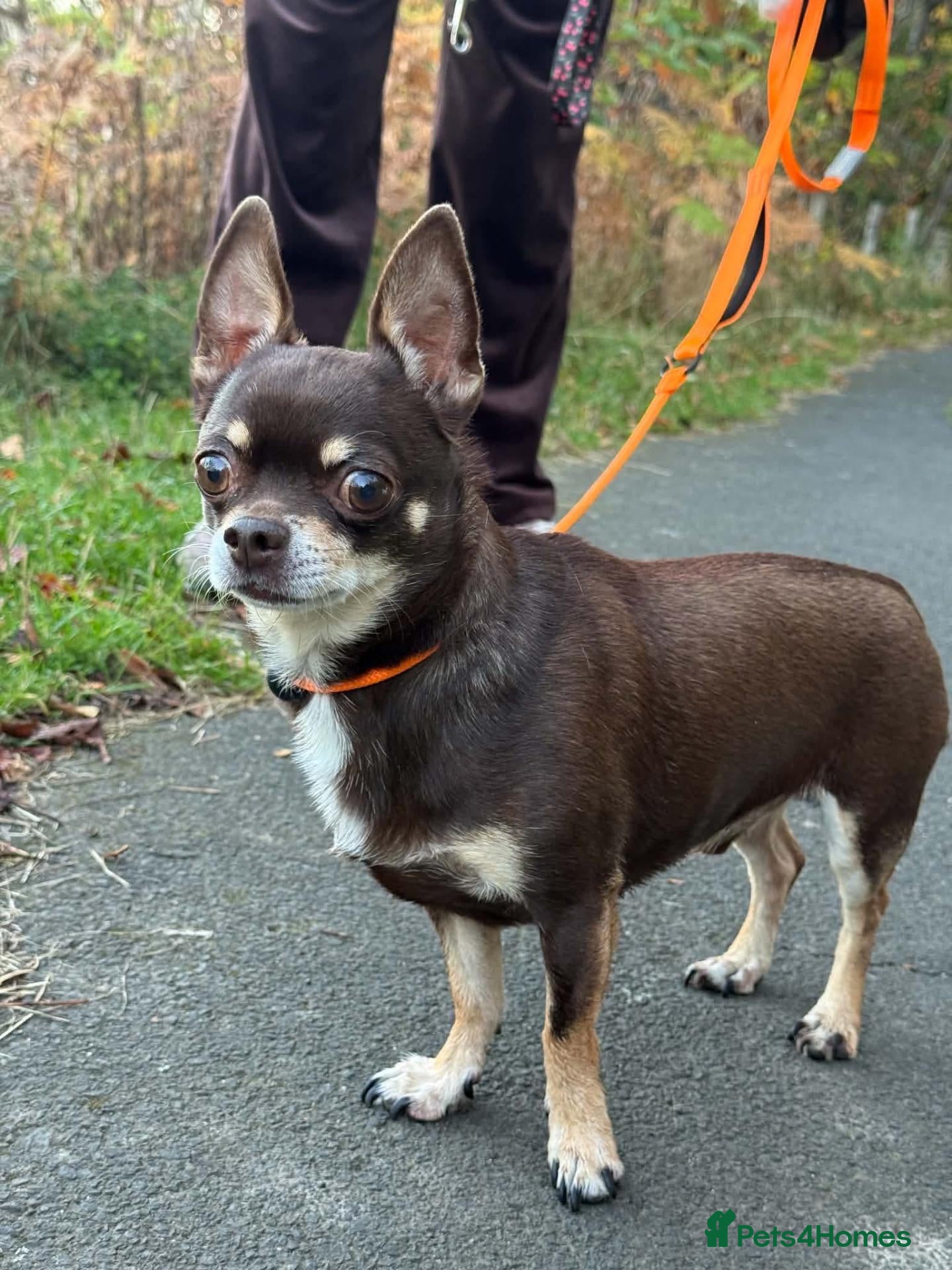 Chihuahua dogs ❤️ Romeo - Advert 1