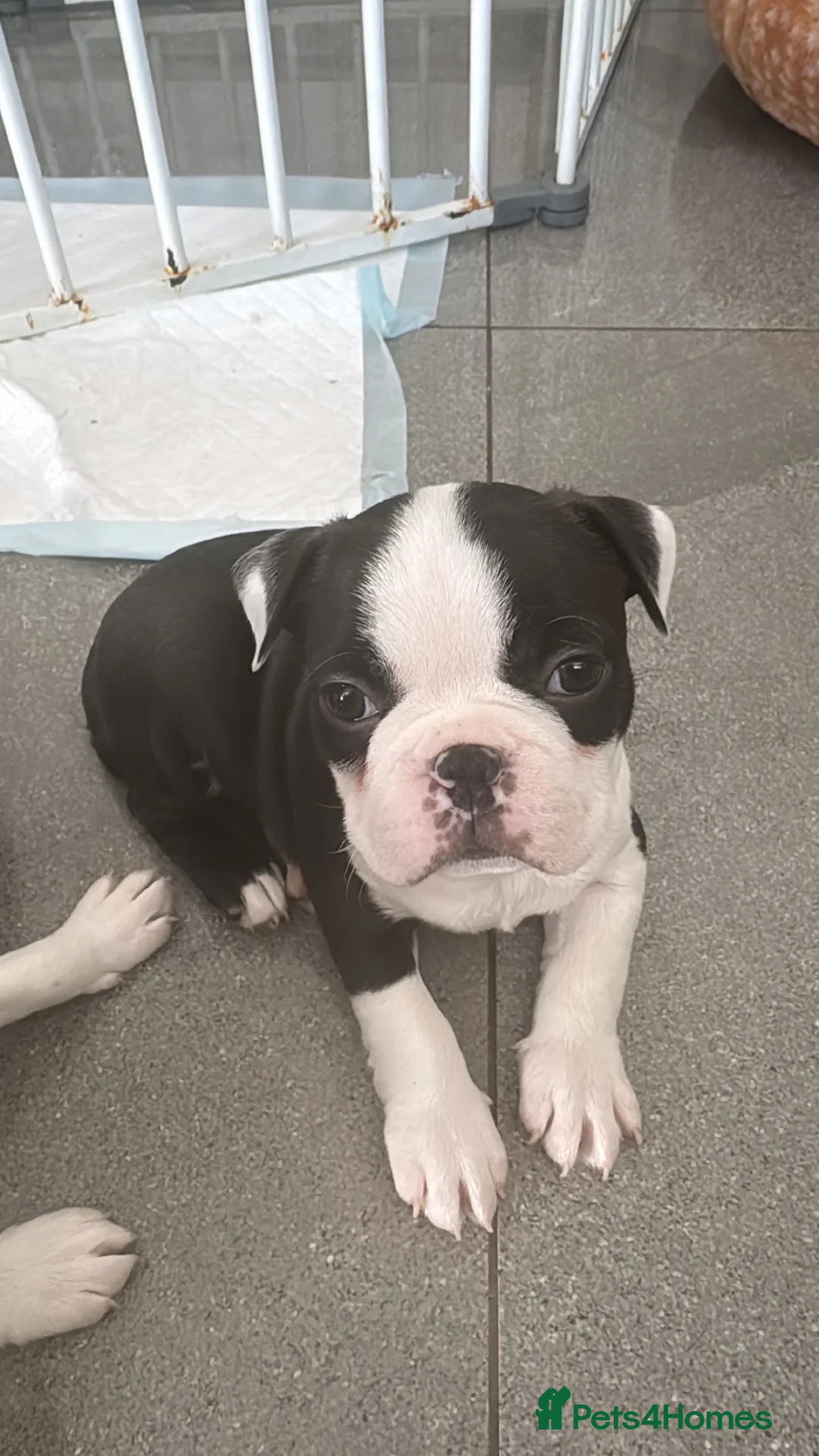 Boston Terrier dogs for sale: Little man needs a forever home 🏠 - Advert 2