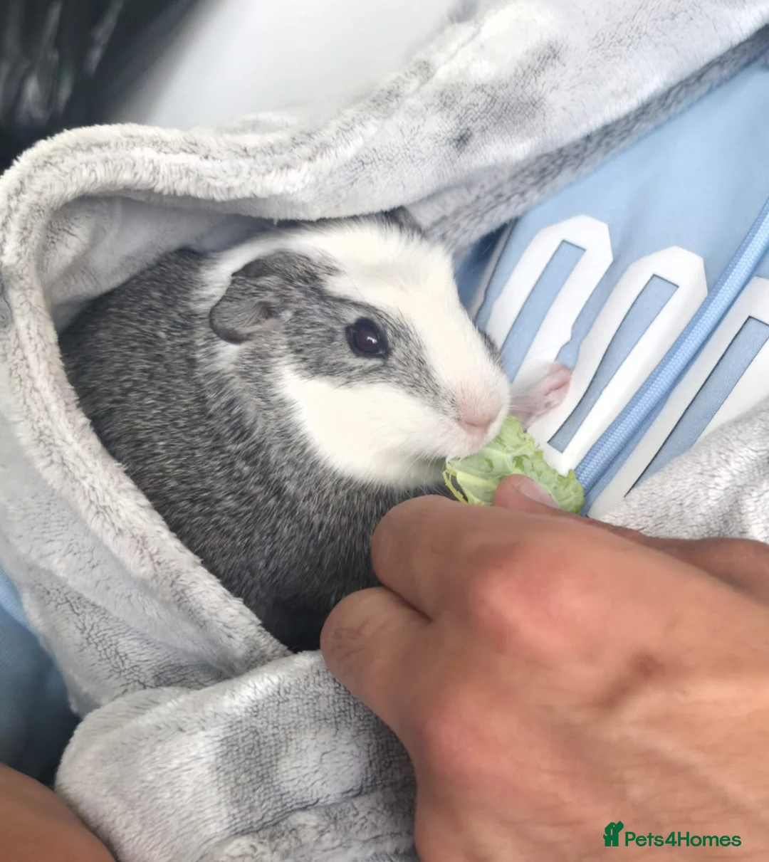 Guinea Pig rodents for sale: Male guinea pig  - Advert 2