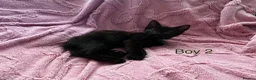 Mixed Breed cats for sale: 6 Black Kittens Ready to Leave! - Advert 7