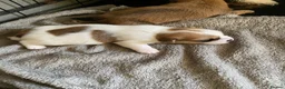 Mixed Breed dogs for sale: READY NOW….. Jack Russell beautiful litter of boys - Advert 31