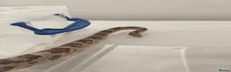 Corn Snake reptiles for sale: corn snake  - Advert 3
